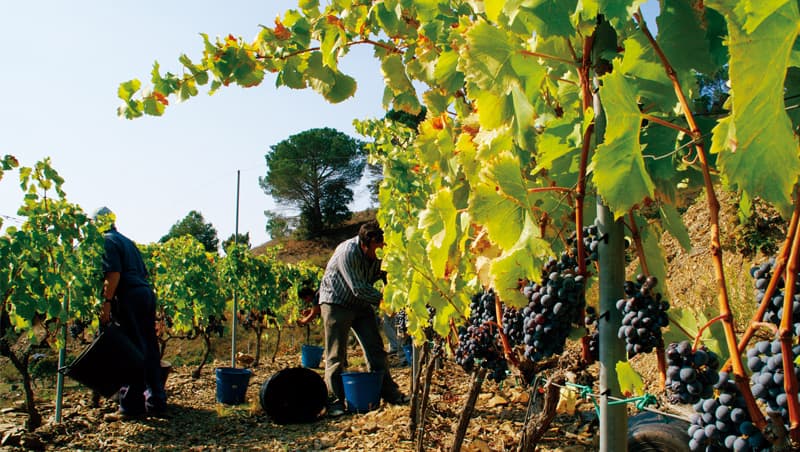 在普里奧拉即使是採用現代籬笆式種植的年輕幼樹也能釀成濃縮風味的紅酒。